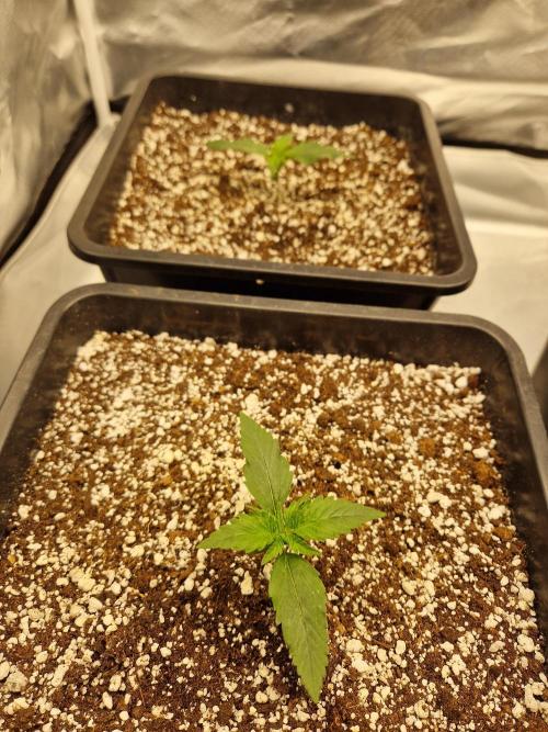 Poison. Week 2