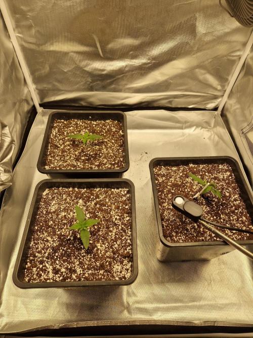 Poison. Week 2