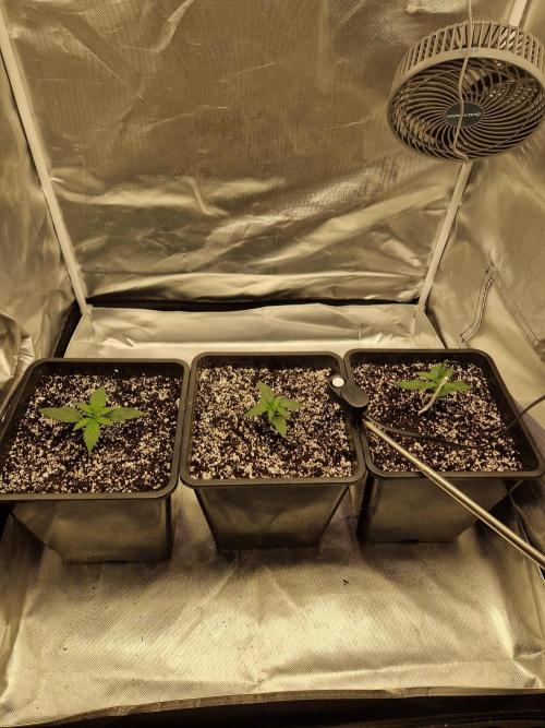 Green Poison XL Auto. Week 2