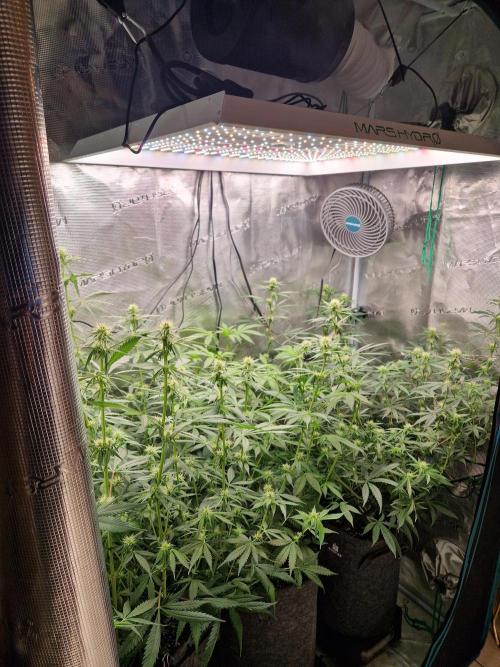 Zamnesia Grow Runtz. Week 9