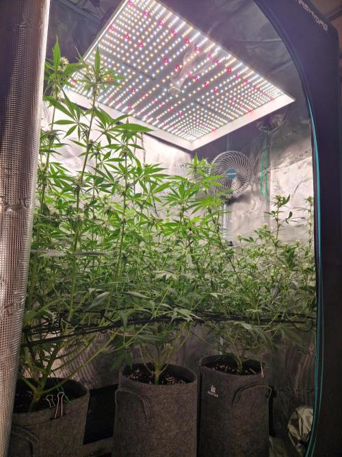Zamnesia Grow Runtz. Week 9