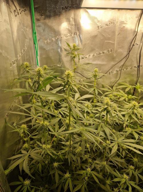 Zamnesia Grow Runtz. Week 9