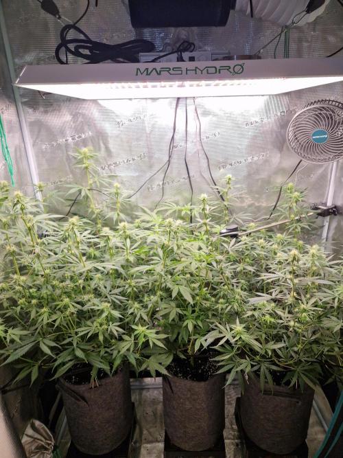 Zamnesia Grow Runtz. Week 9