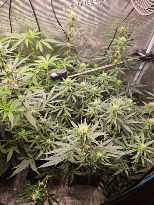 Zamnesia Grow Runtz. Week 9