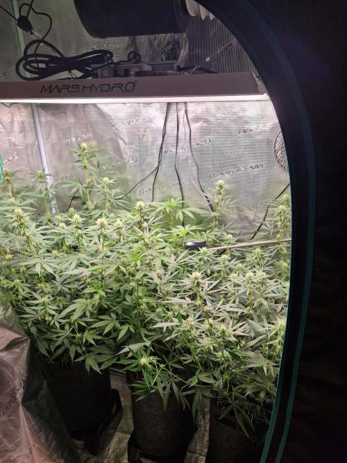 Zamnesia Grow Runtz. Week 9