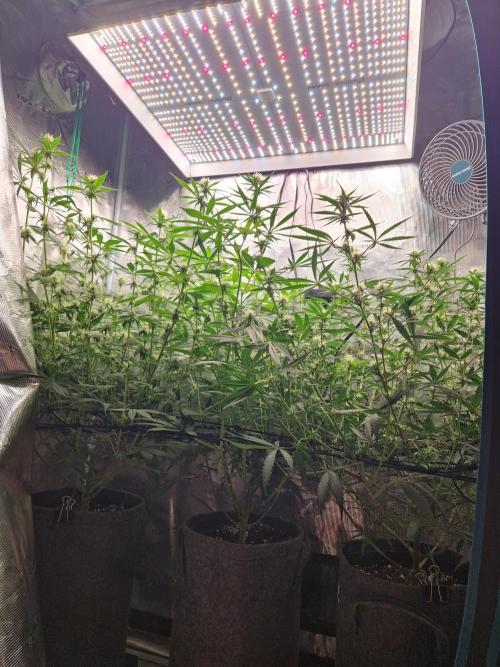 Zamnesia Grow Runtz. Week 9