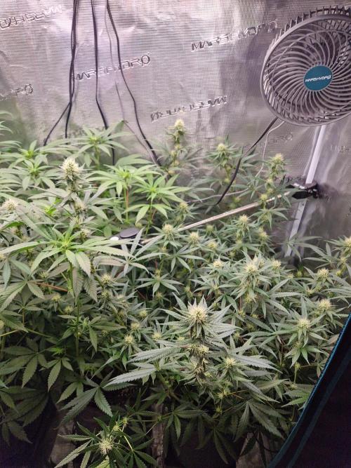 Zamnesia Grow Runtz. Week 9