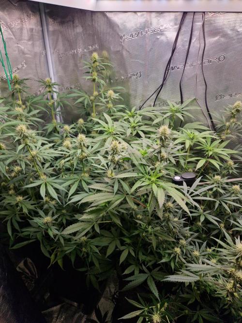 Zamnesia Grow Runtz. Week 9