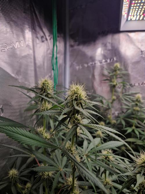 Black Runtz. Week 9