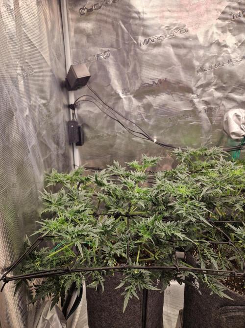 Mutanten. Week 7