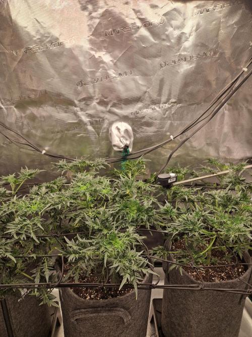 Mutanten. Week 7