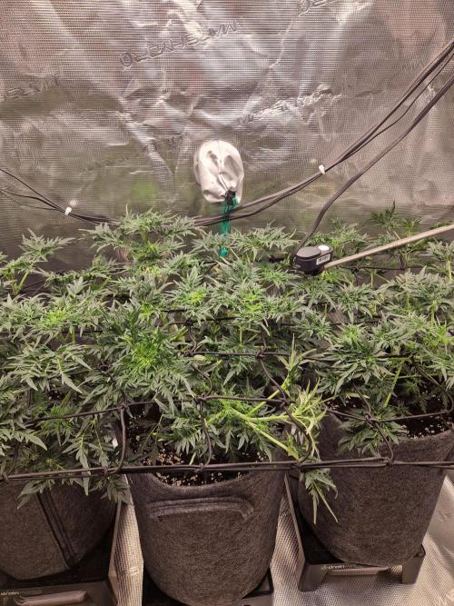 Mutanten. Week 7