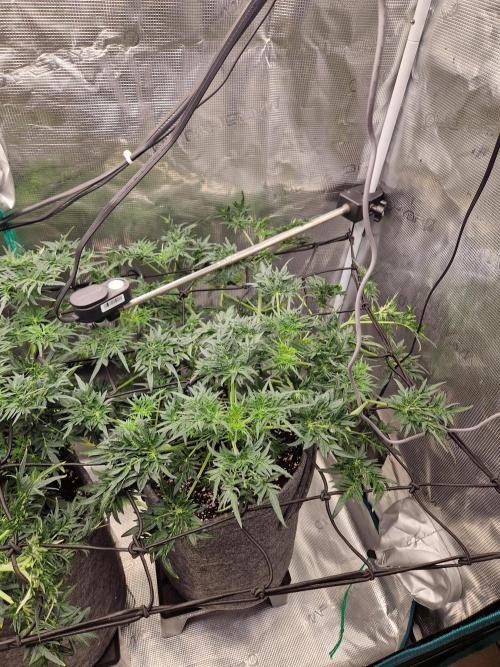 Mutanten. Week 7