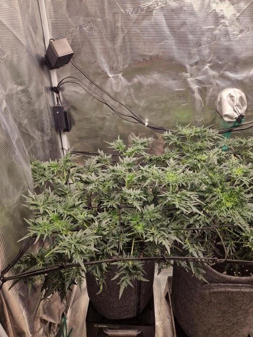 Mutanten. Week 7