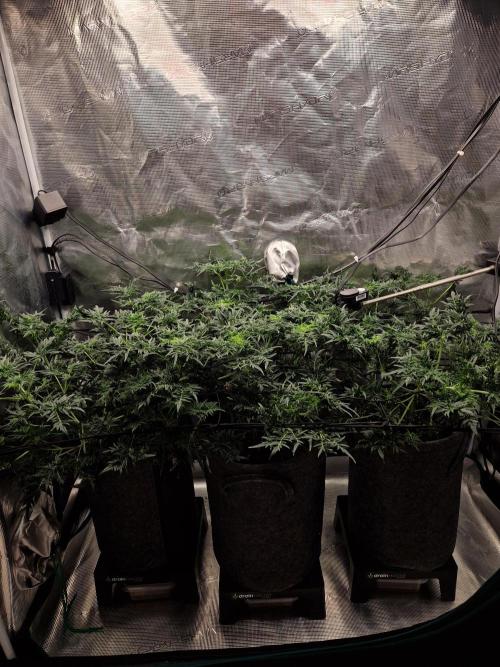 Mutanten. Week 7
