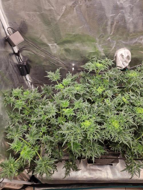 Mutanten. Week 7