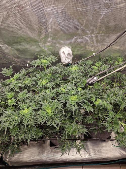 Mutanten. Week 7