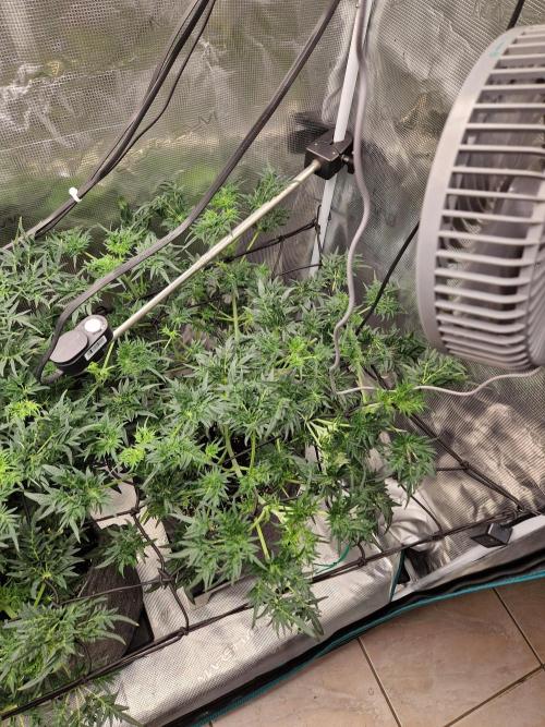 Mentha de Croco© Fern. Week 7