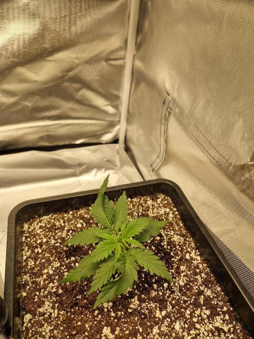 Poison. Week 3