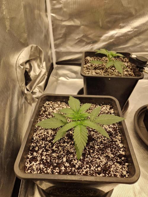 Poison. Week 3
