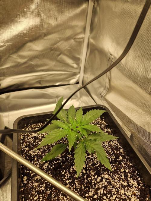 Poison. Week 3