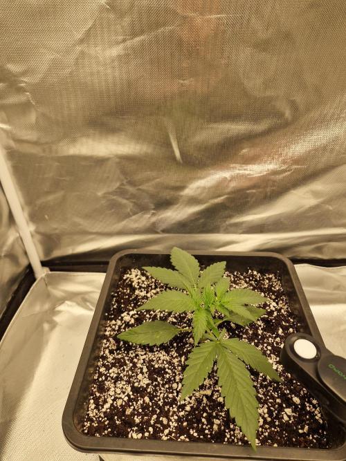 Poison. Week 3