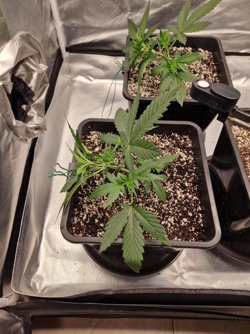 Poison. Week 3