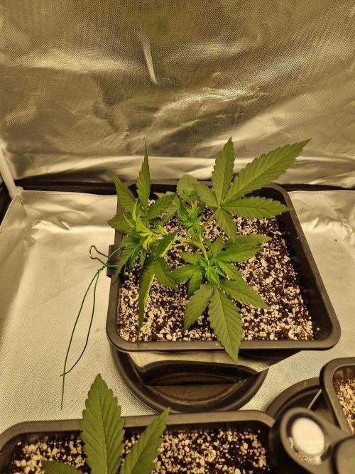 Poison. Week 3