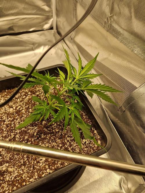 Poison. Week 3