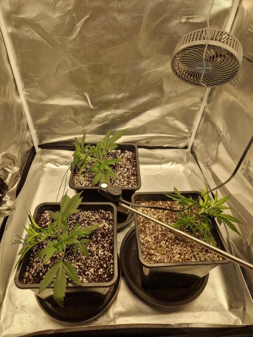 Green Poison XL Auto. Week 3