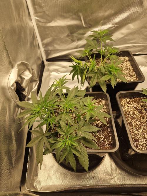 Poison. Week 4