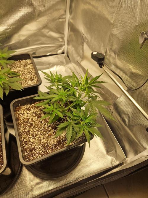 Poison. Week 4