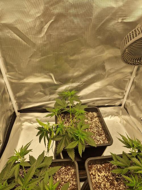 Green Poison XL Auto. Week 4
