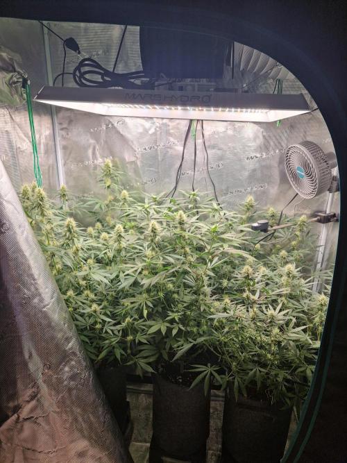 Zamnesia Grow Runtz. Week 10