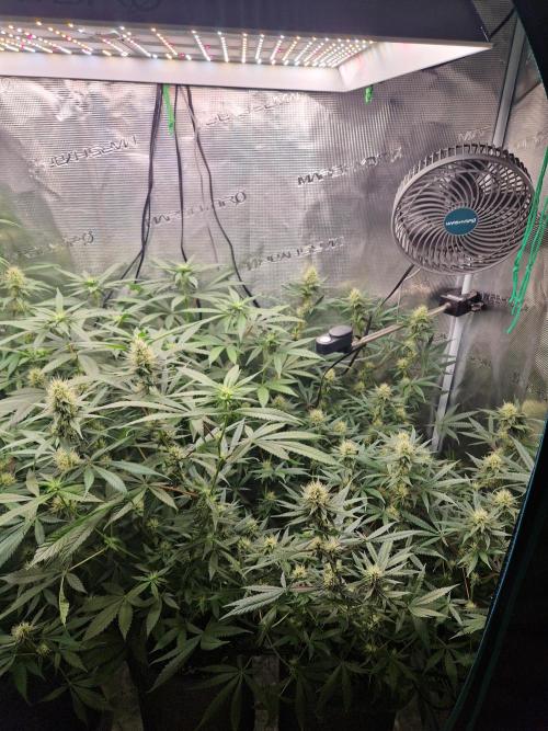 Zamnesia Grow Runtz. Week 10
