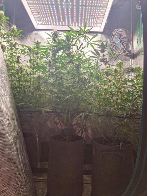 Black Runtz. Week 10