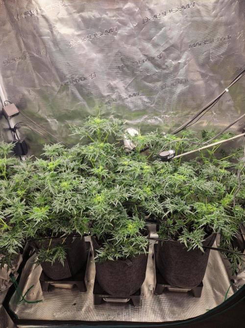 Mutanten. Week 8