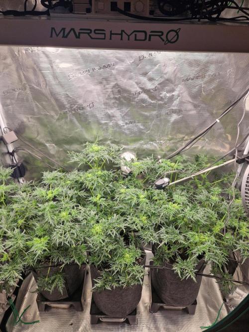 Mentha de Croco© Fern. Week 8