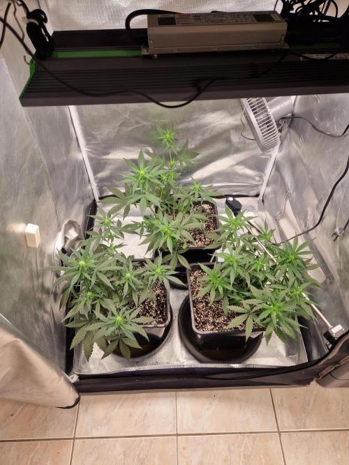 Poison. Week 5