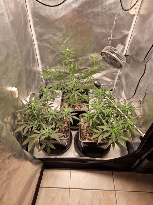 Poison. Week 5