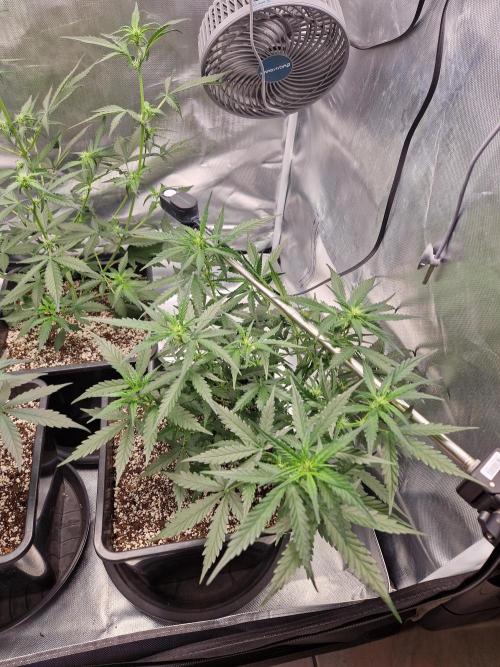 Poison. Week 5