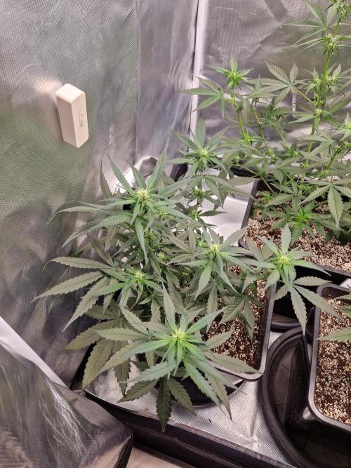Poison. Week 5