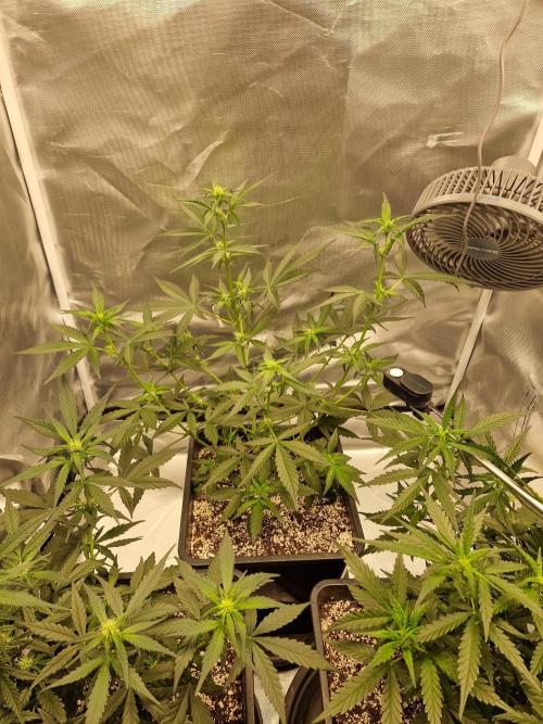 Green Poison XL Auto. Week 5