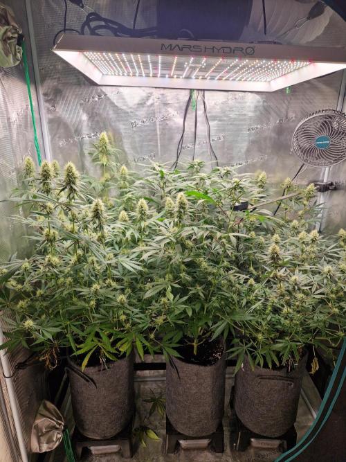 Zamnesia Grow Runtz. Week 11