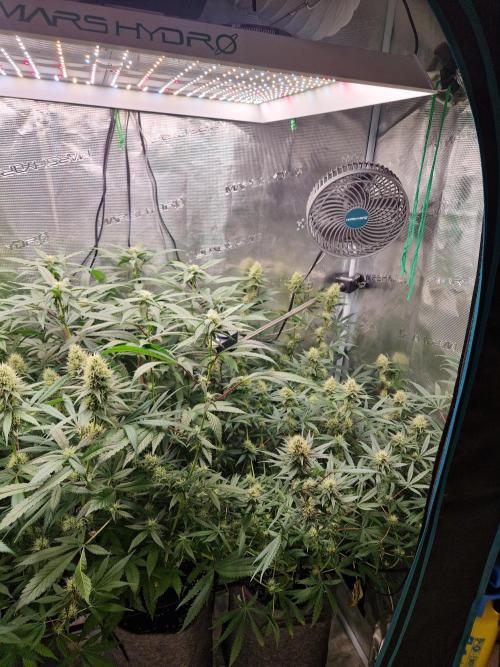 Zamnesia Grow Runtz. Week 11