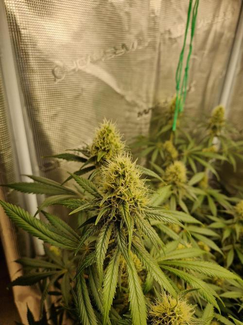 Zamnesia Grow Runtz. Week 11