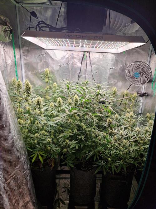 Zamnesia Grow Runtz. Week 11