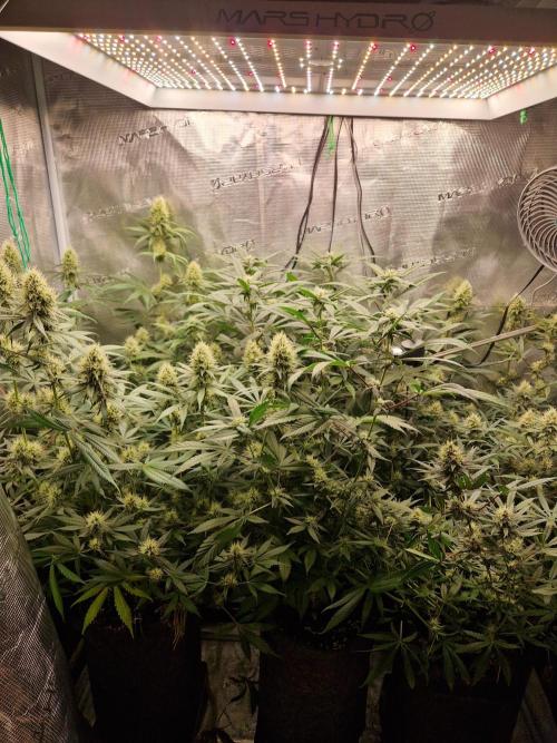 Black Runtz. Week 11