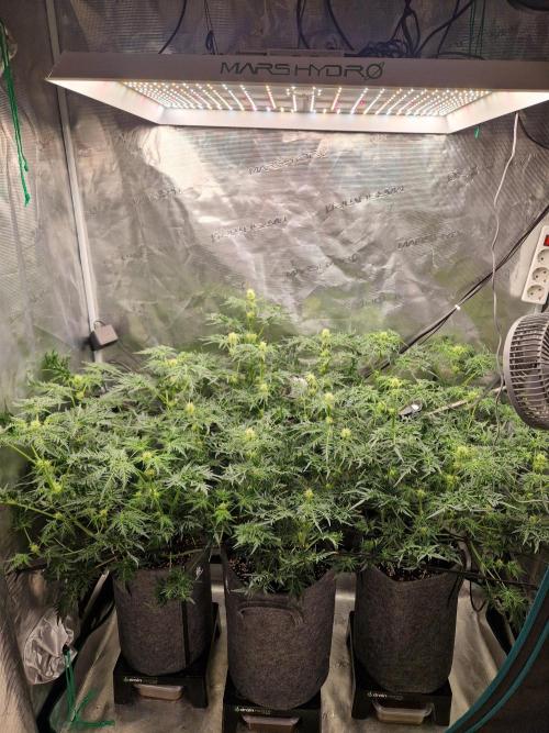 Mutanten. Week 9