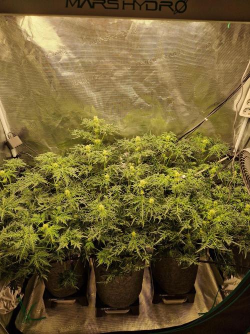Mutanten. Week 9